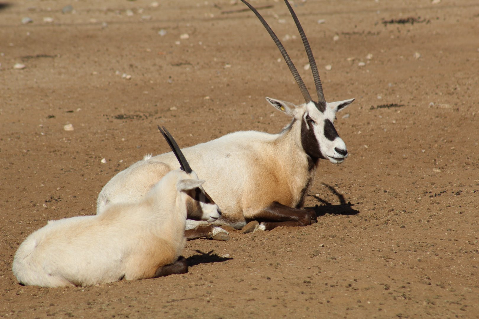 Arabian Oryx