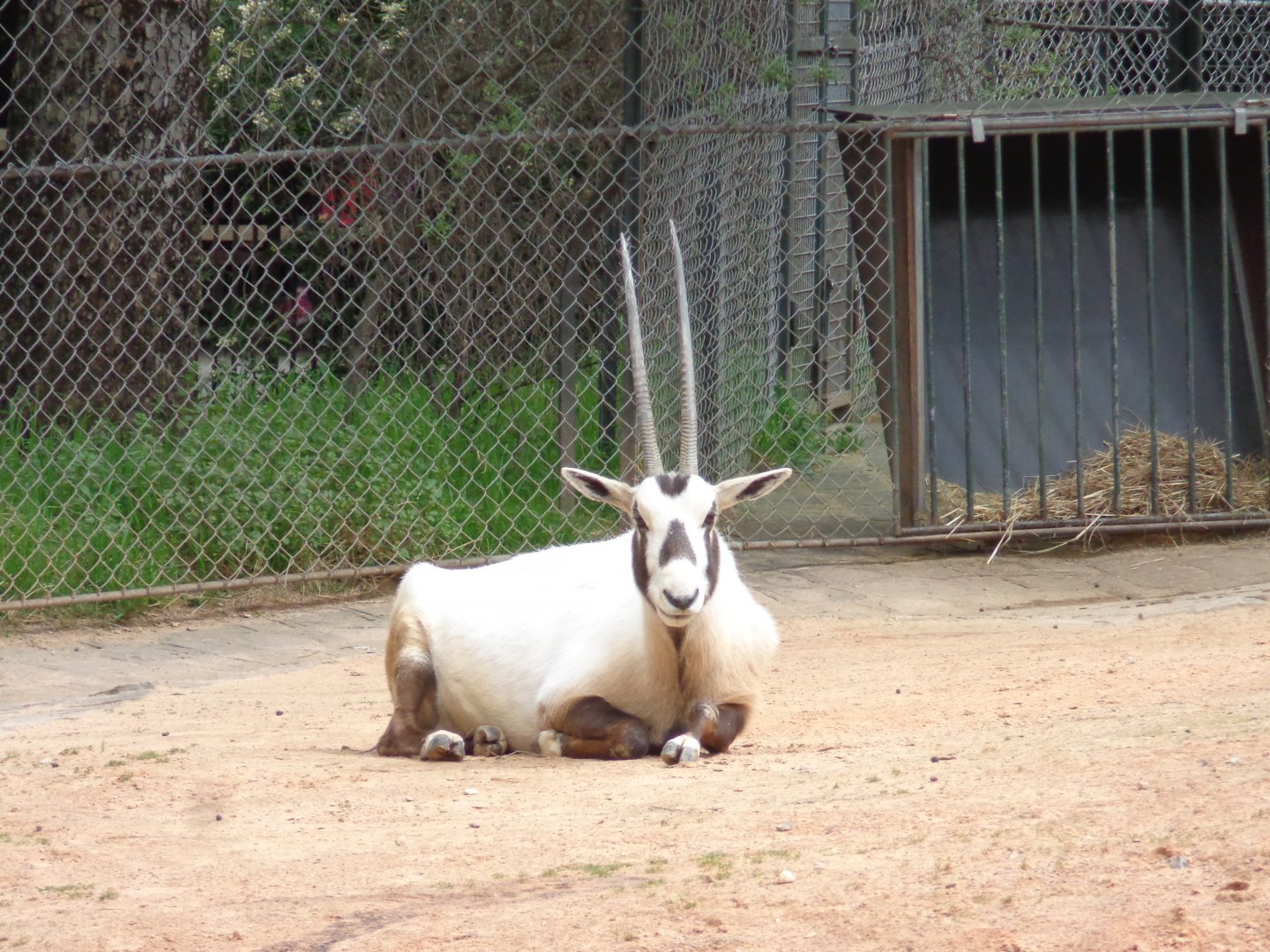 Arabian Oryx