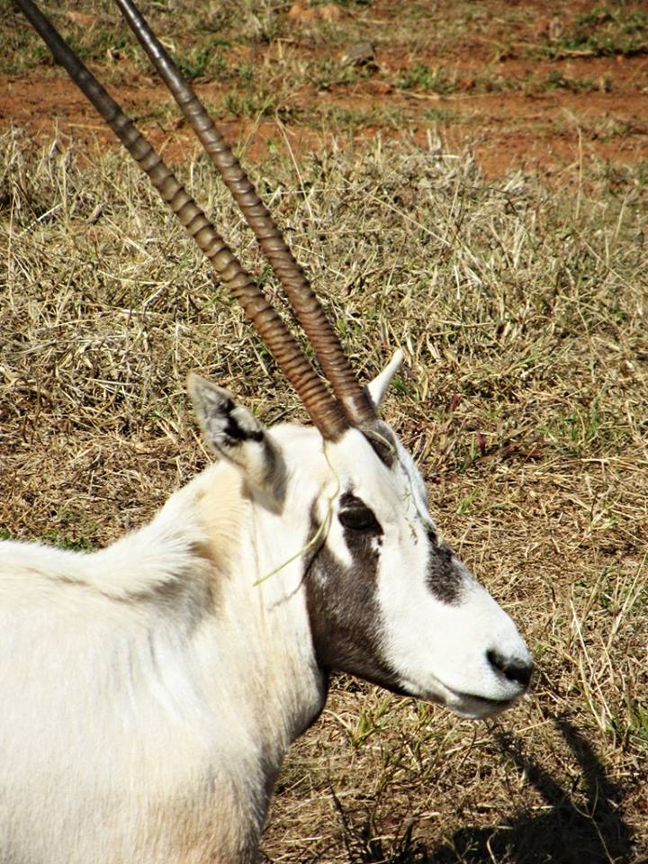 Arabian Oryx