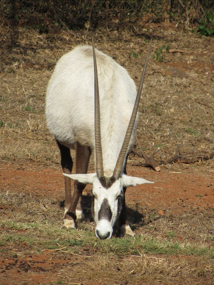 Arabian Oryx