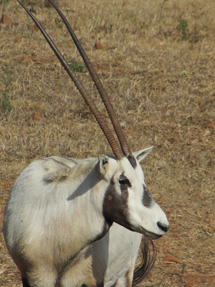 Arabian Oryx