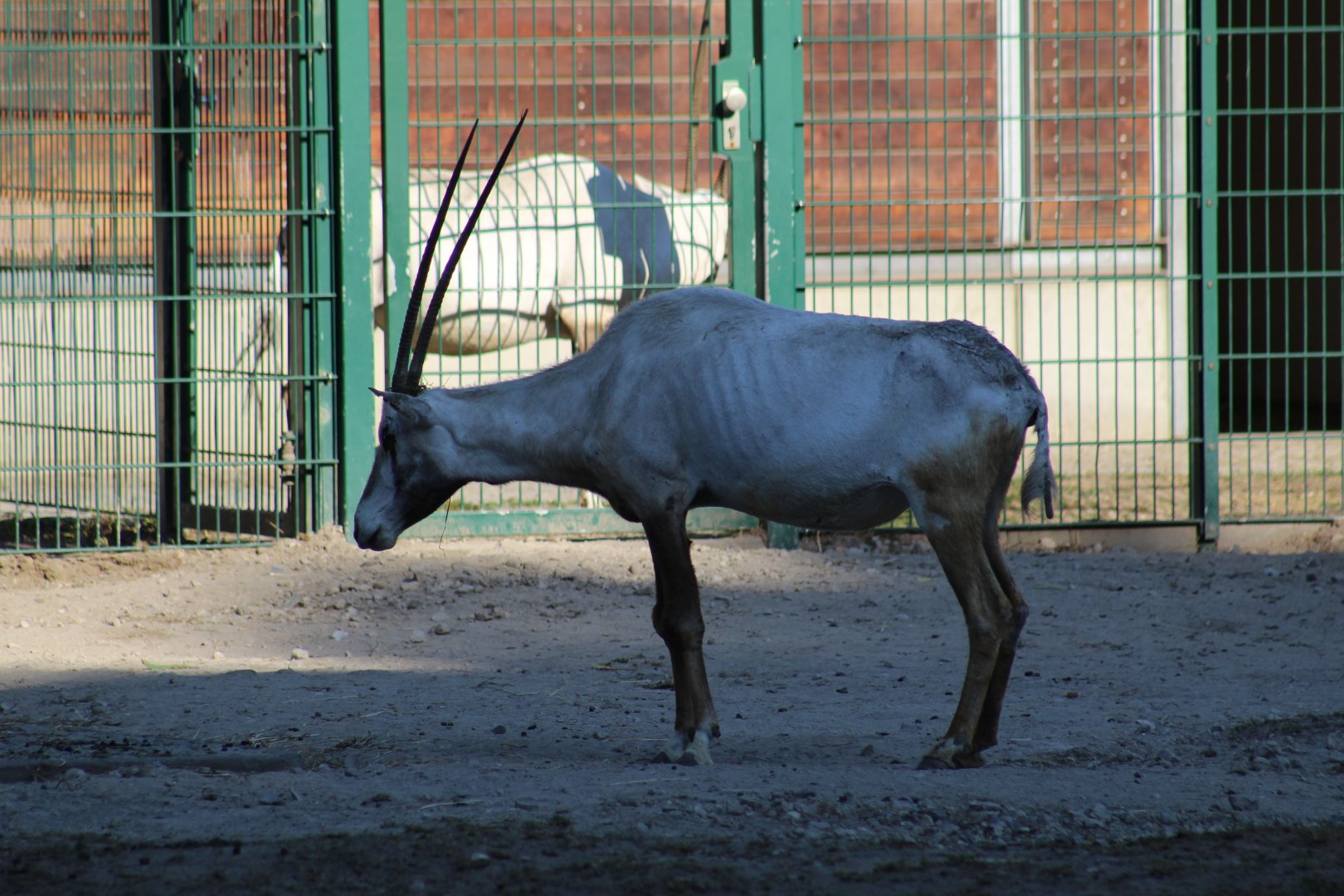Arabian Oryx