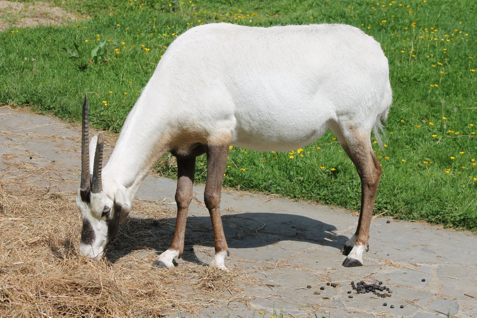 Arabian oryx