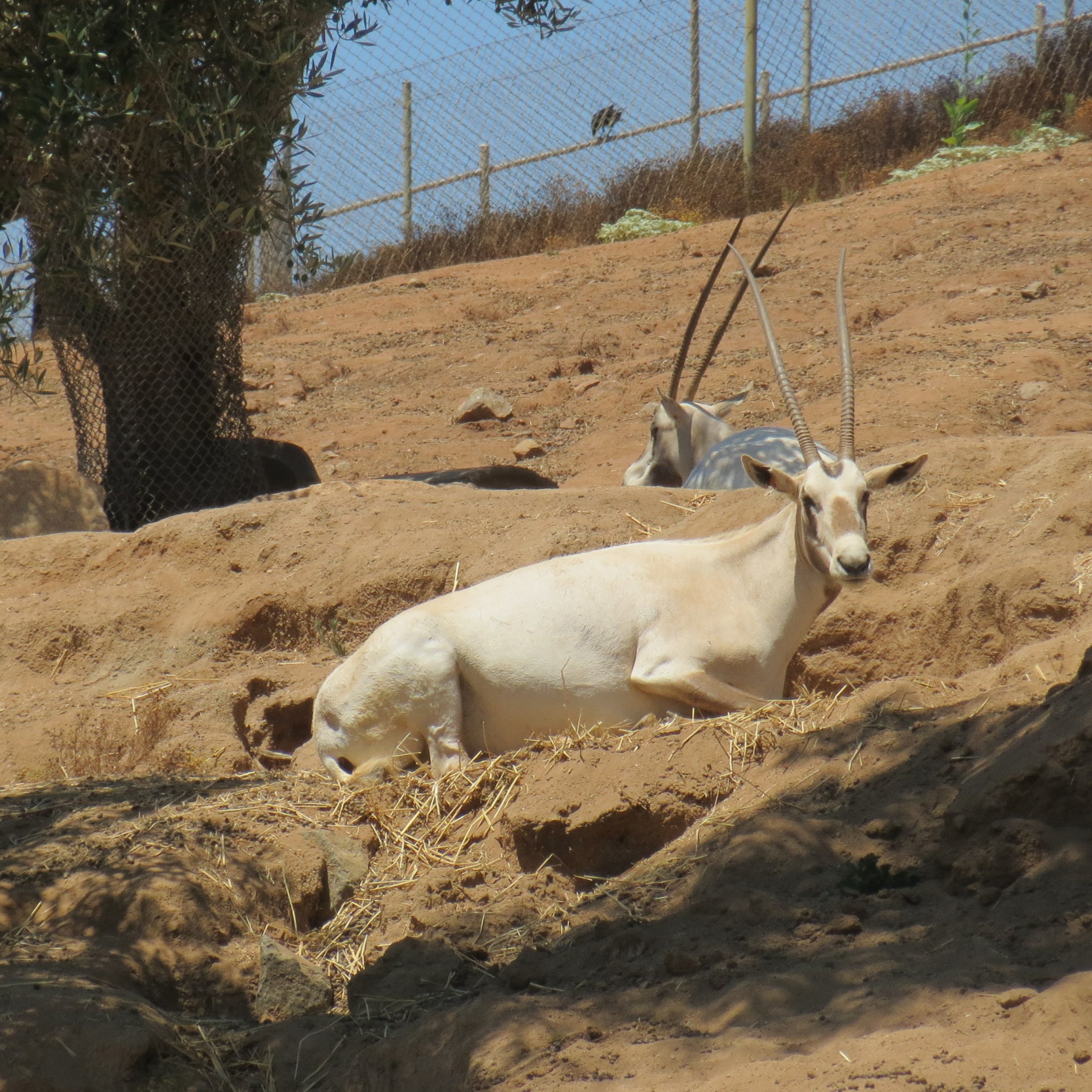 Arabian Oryx