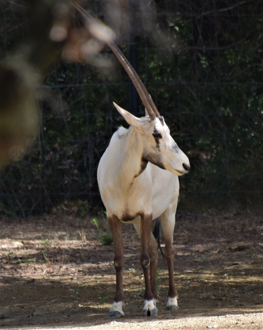 Arabian oryx