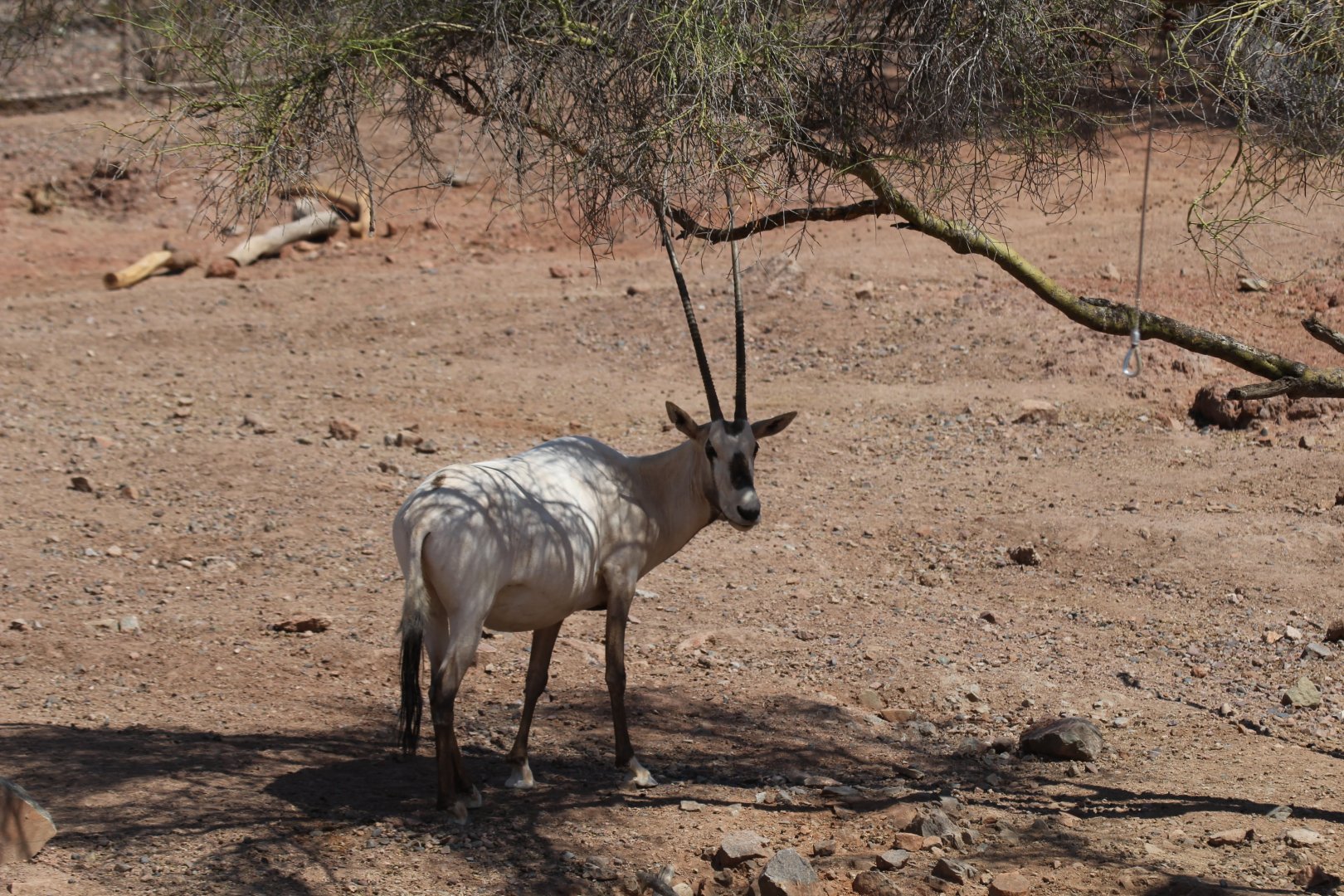 Arabian Oryx