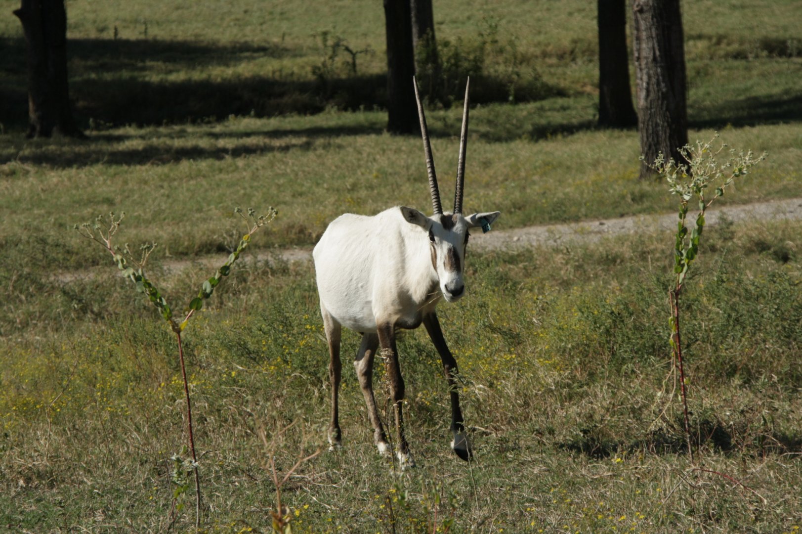 Arabian Oryx