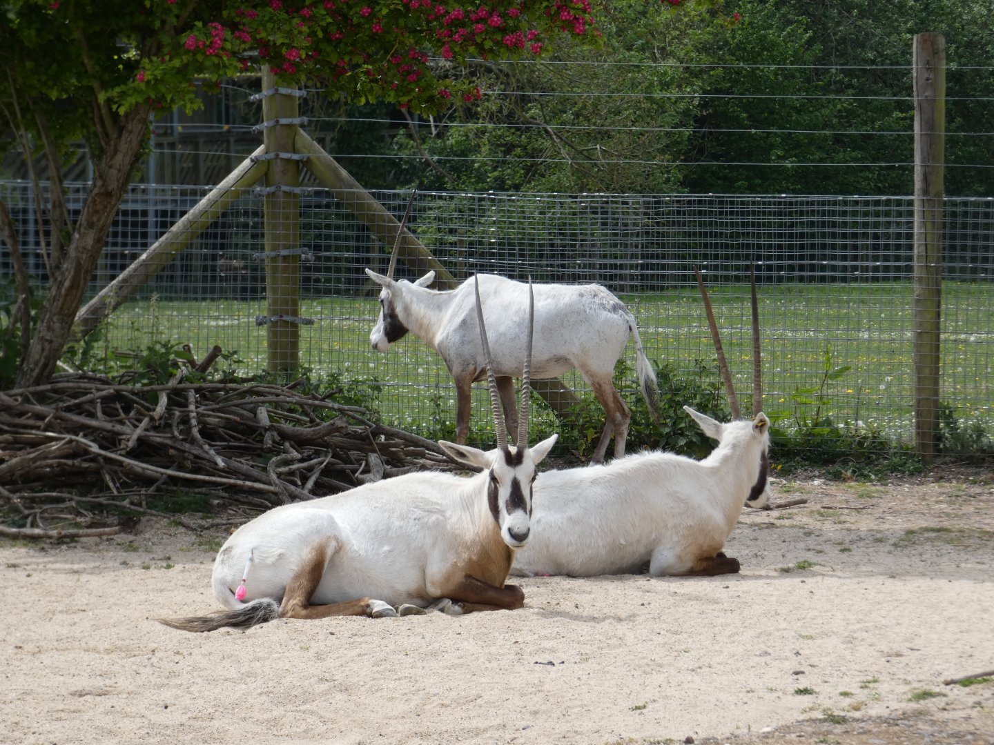 Arabian oryx