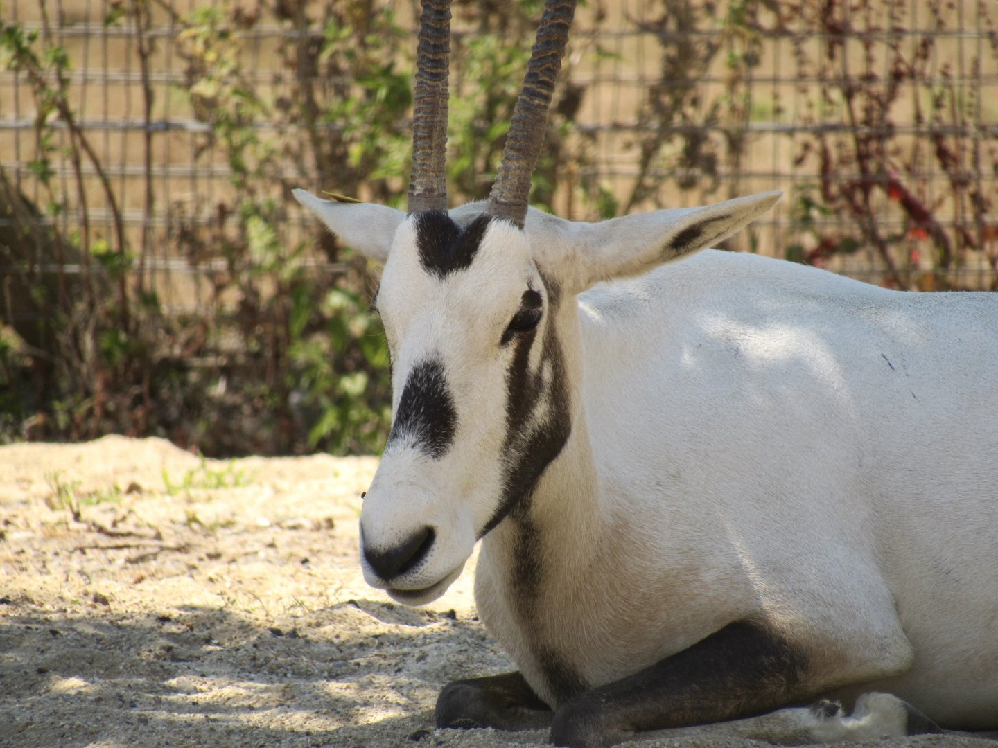 Arabian Oryx