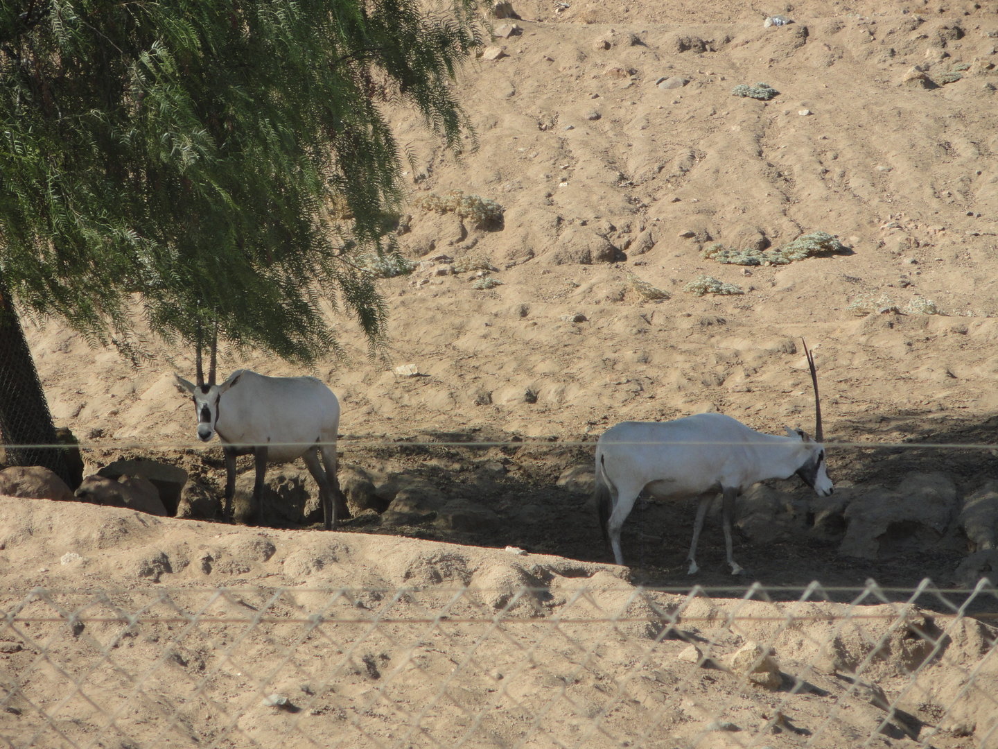 Arabian Oryx