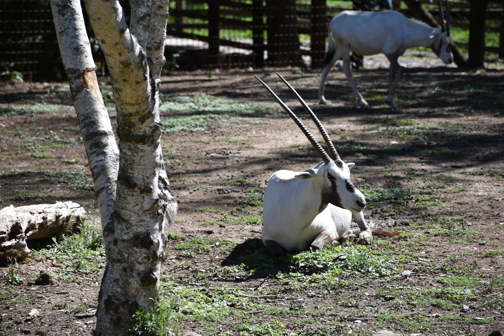 Arabian oryx
