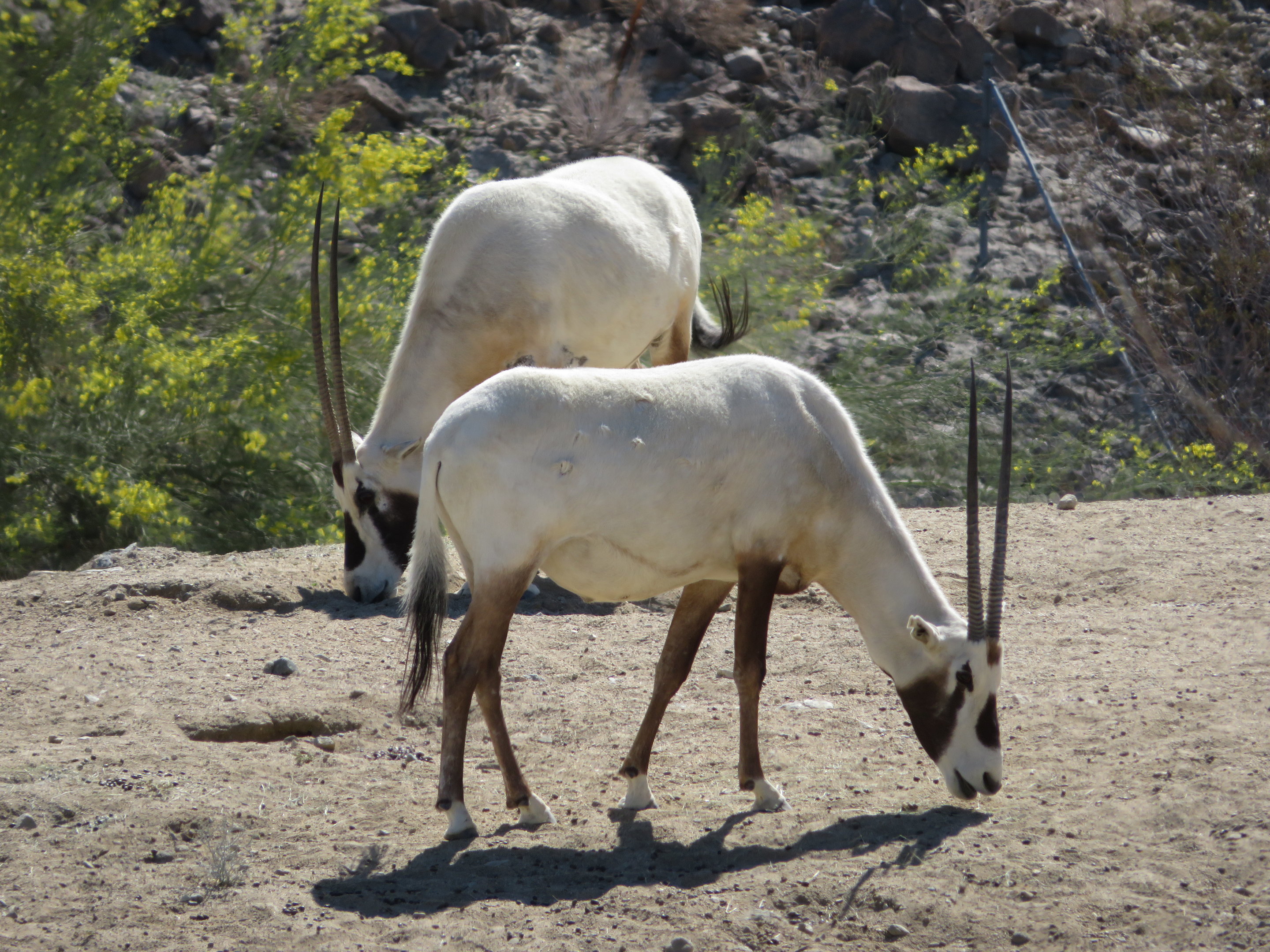 Arabian Oryx