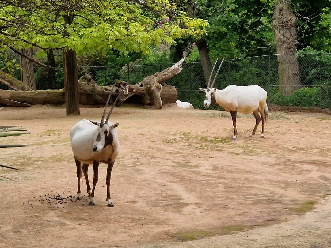 Arabian Oryx