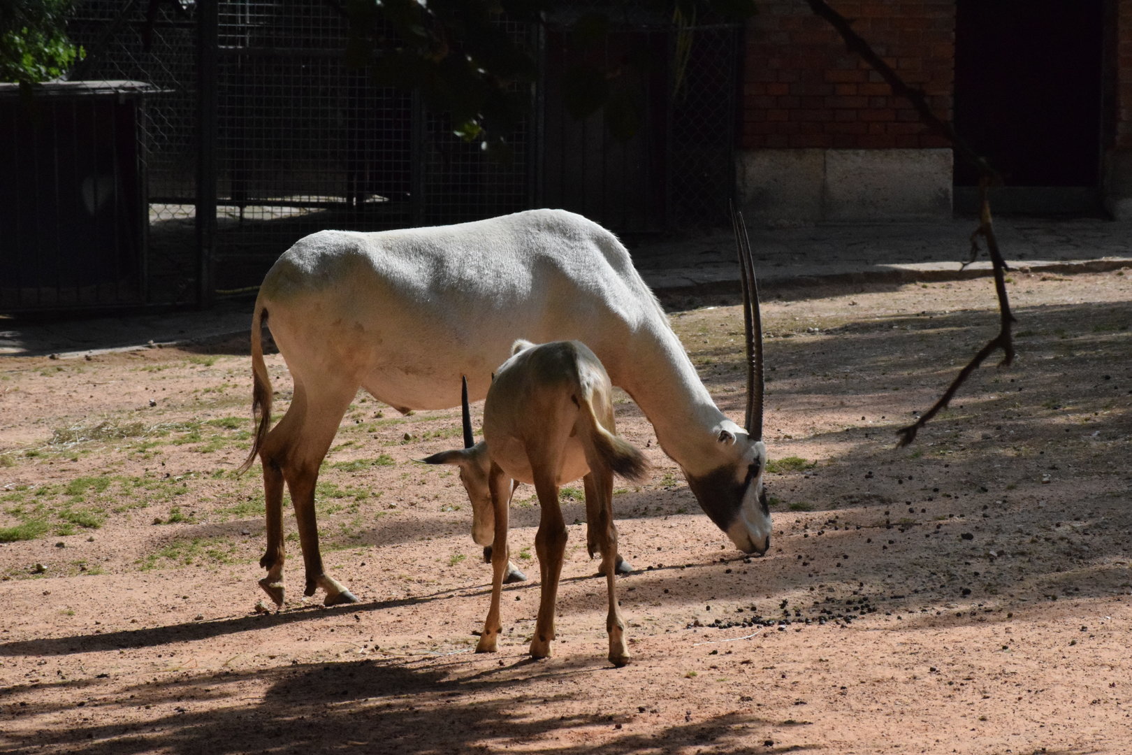 Arabian oryx