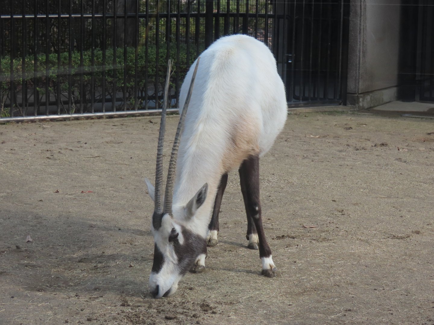 Arabian oryx