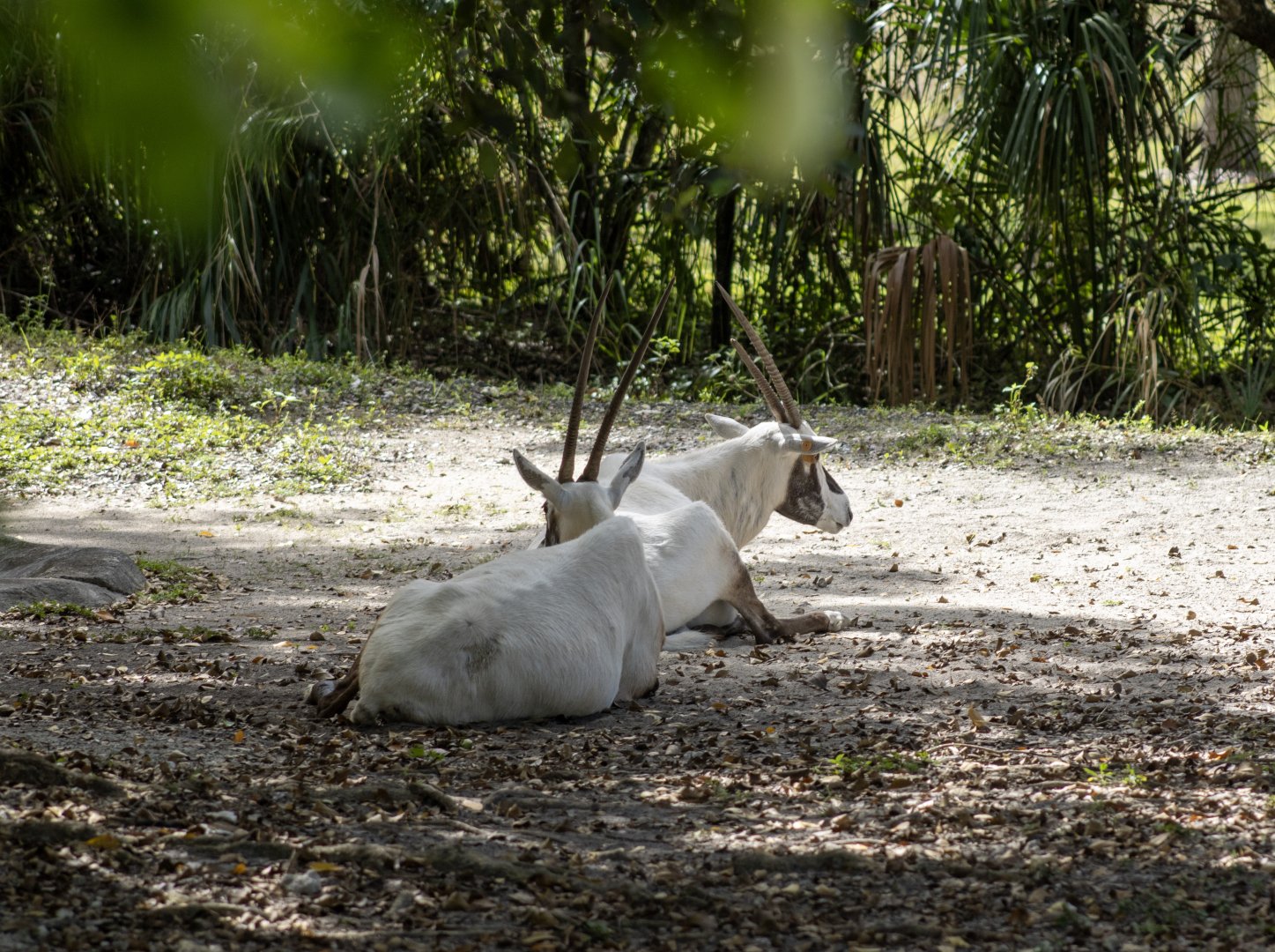 Arabian Oryx