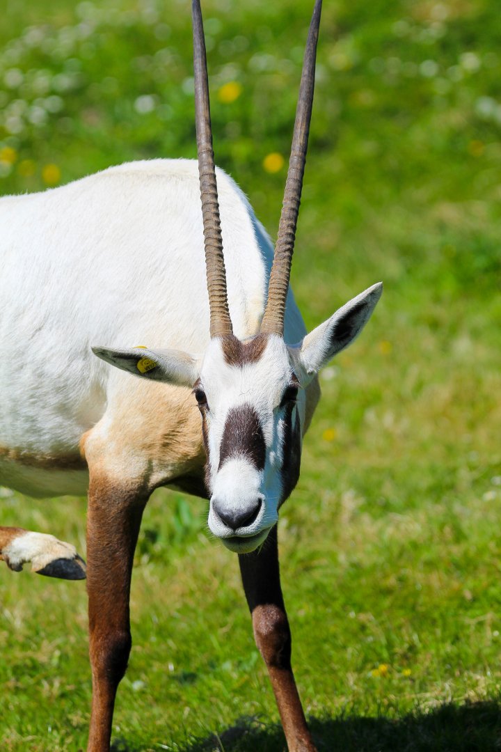 Arabian Oryx