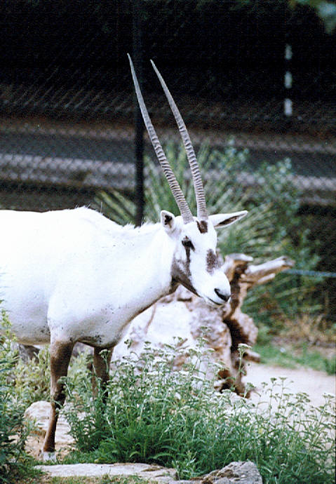 Arabian Oryx