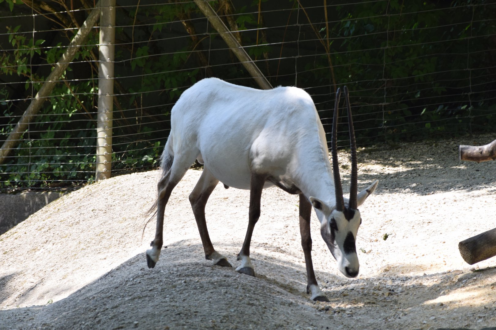 Arabian oryx