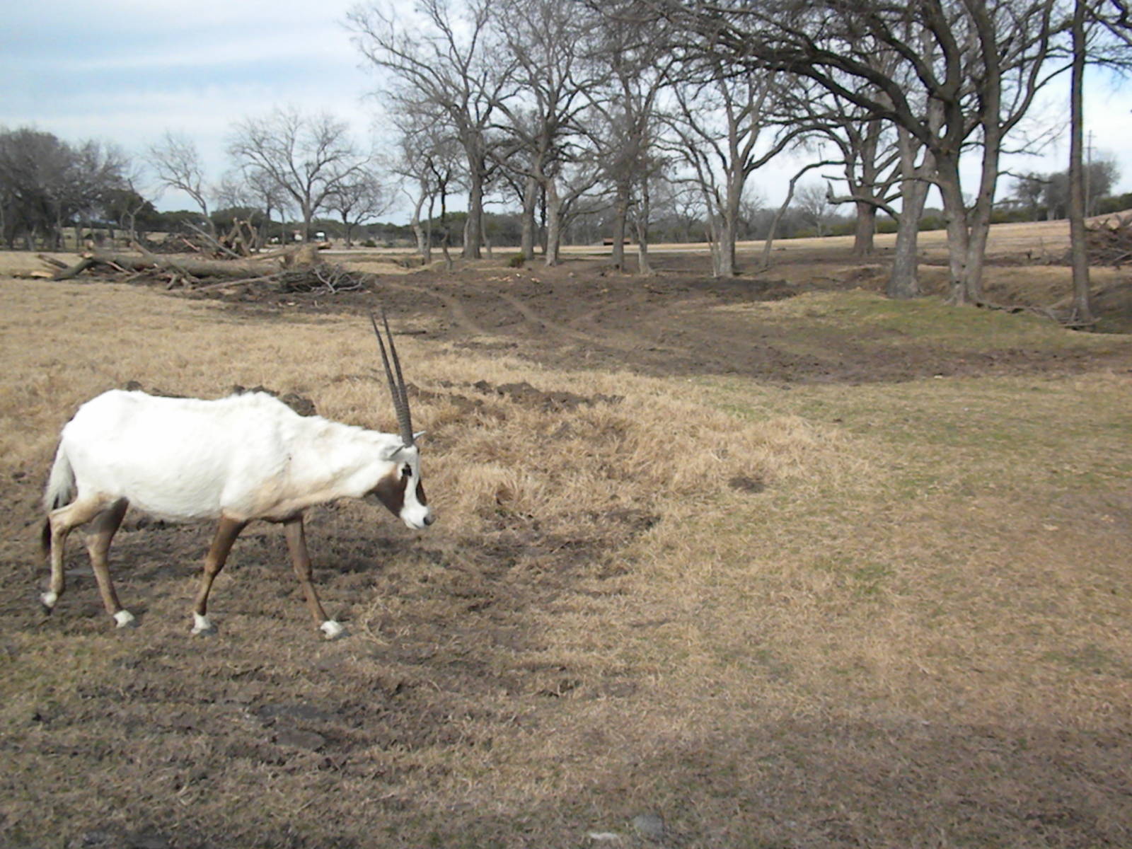 Arabian Oryx