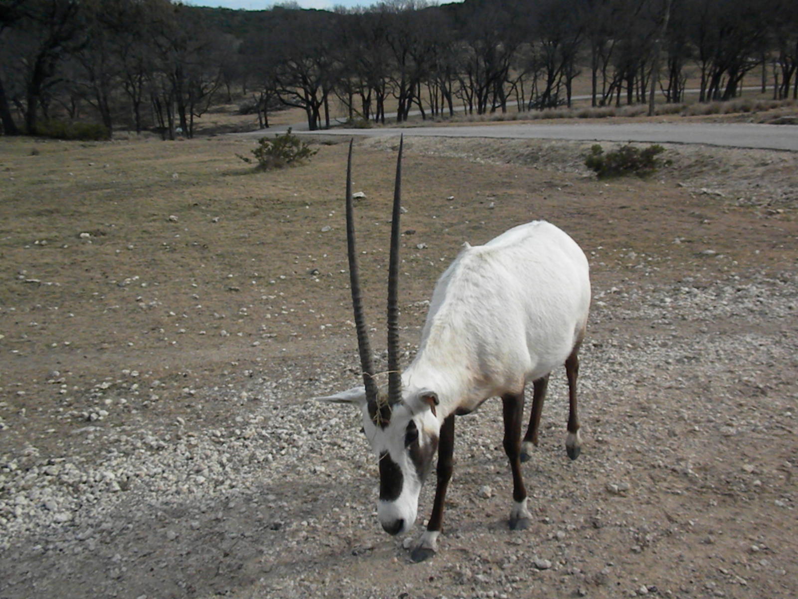 Arabian Oryx