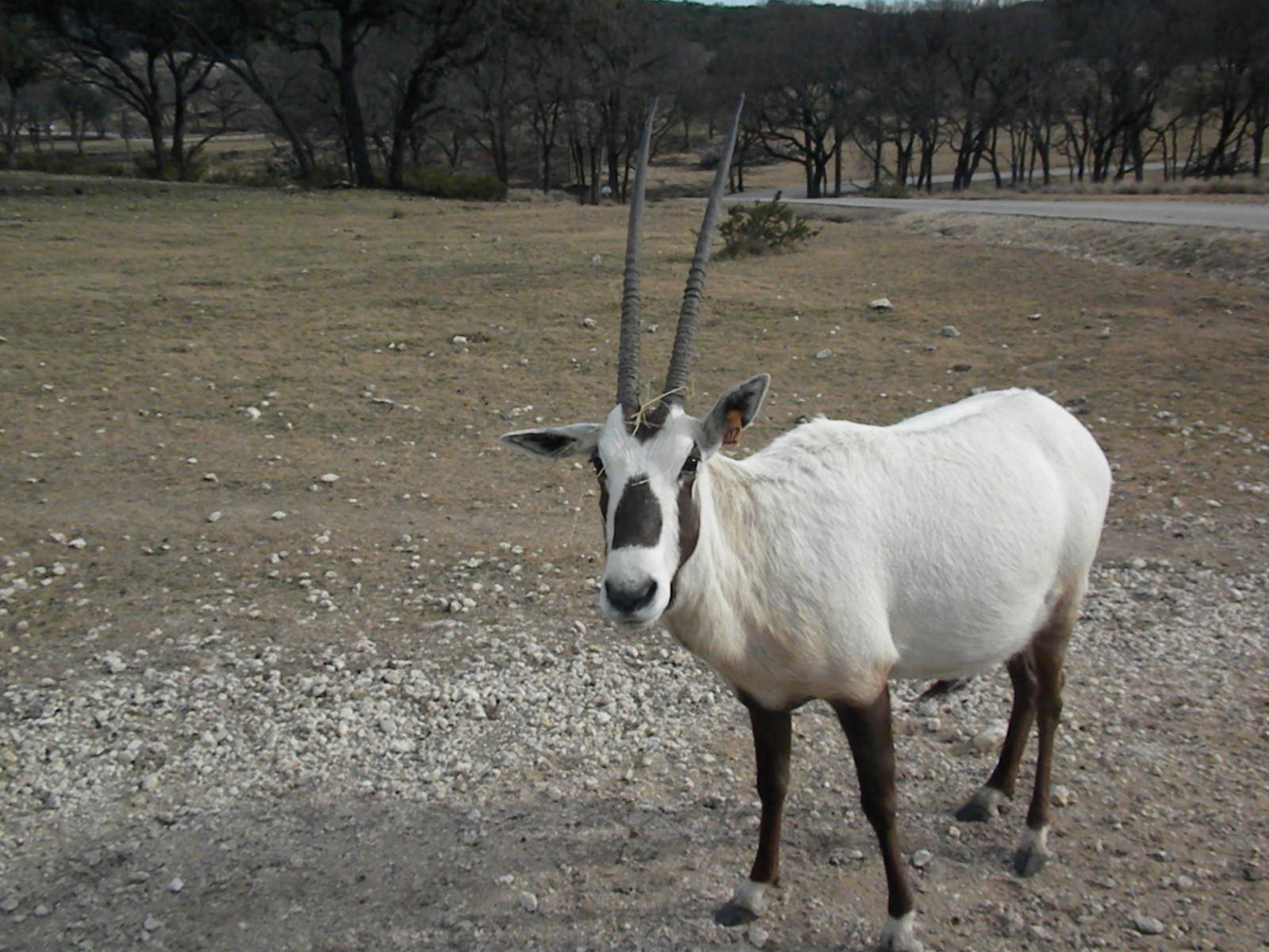 Arabian Oryx