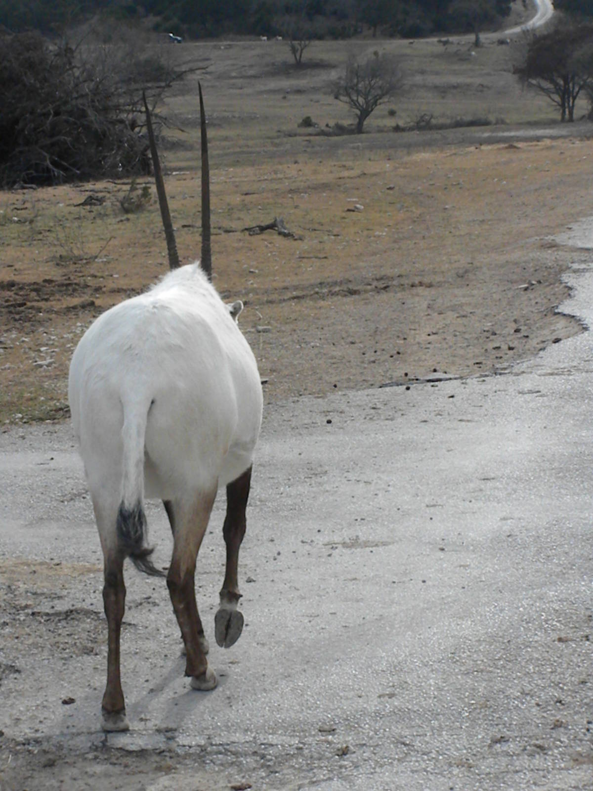 Arabian Oryx