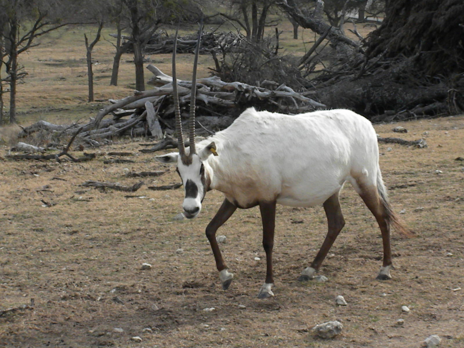 Arabian Oryx