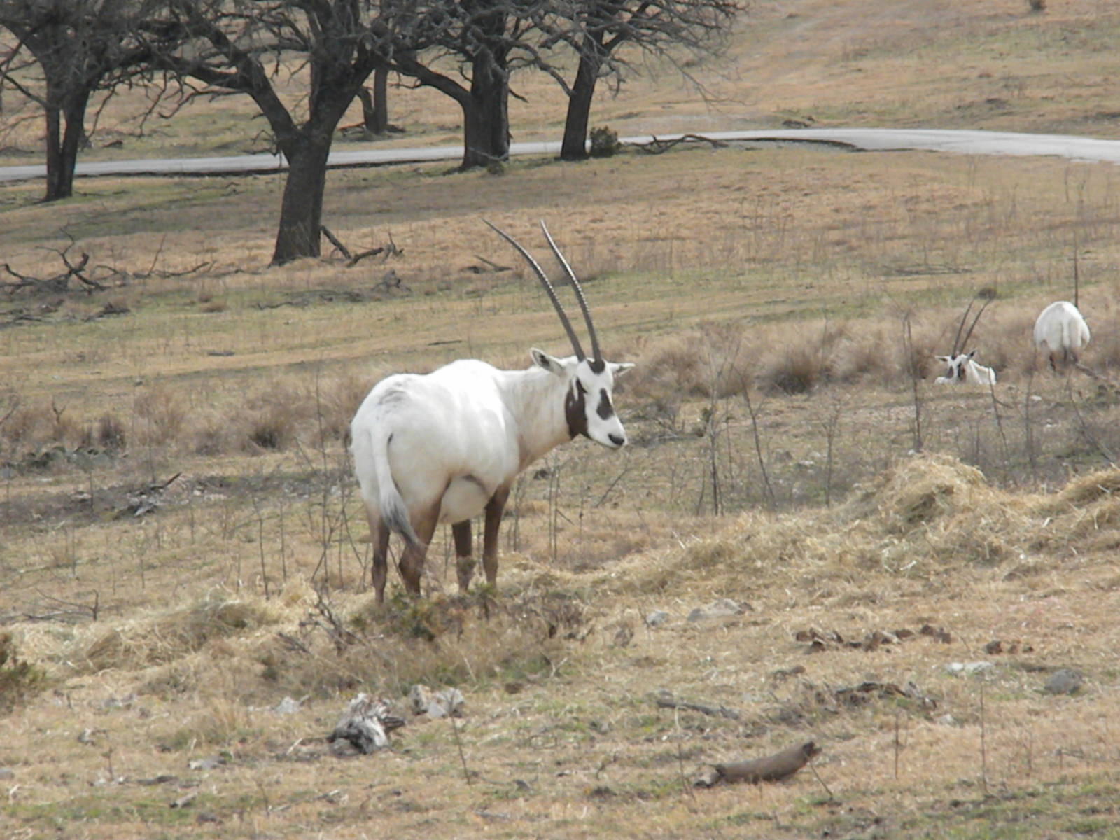 Arabian Oryx