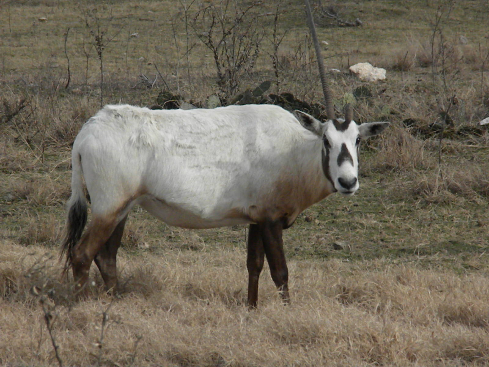 Arabian Oryx