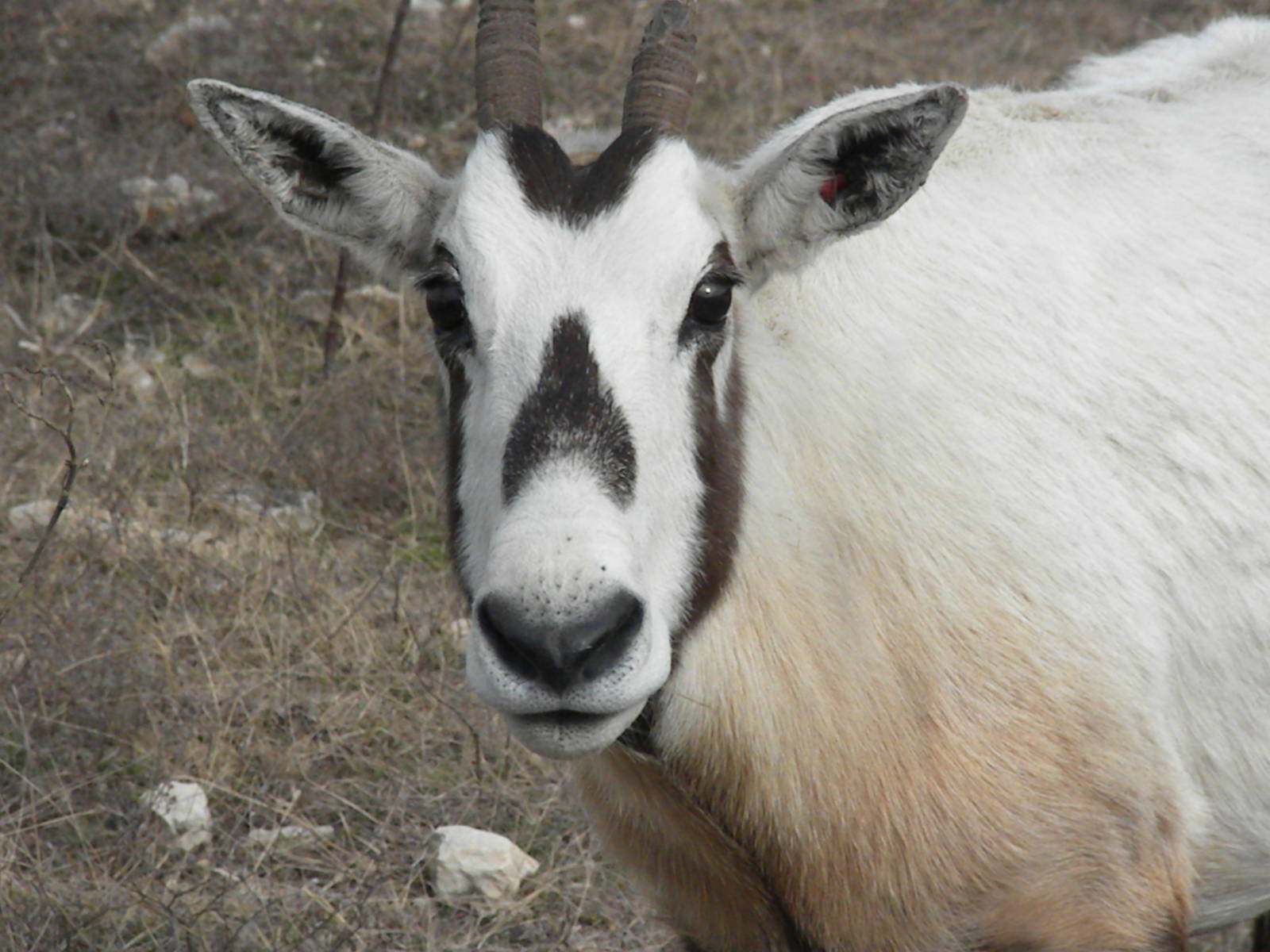 Arabian Oryx