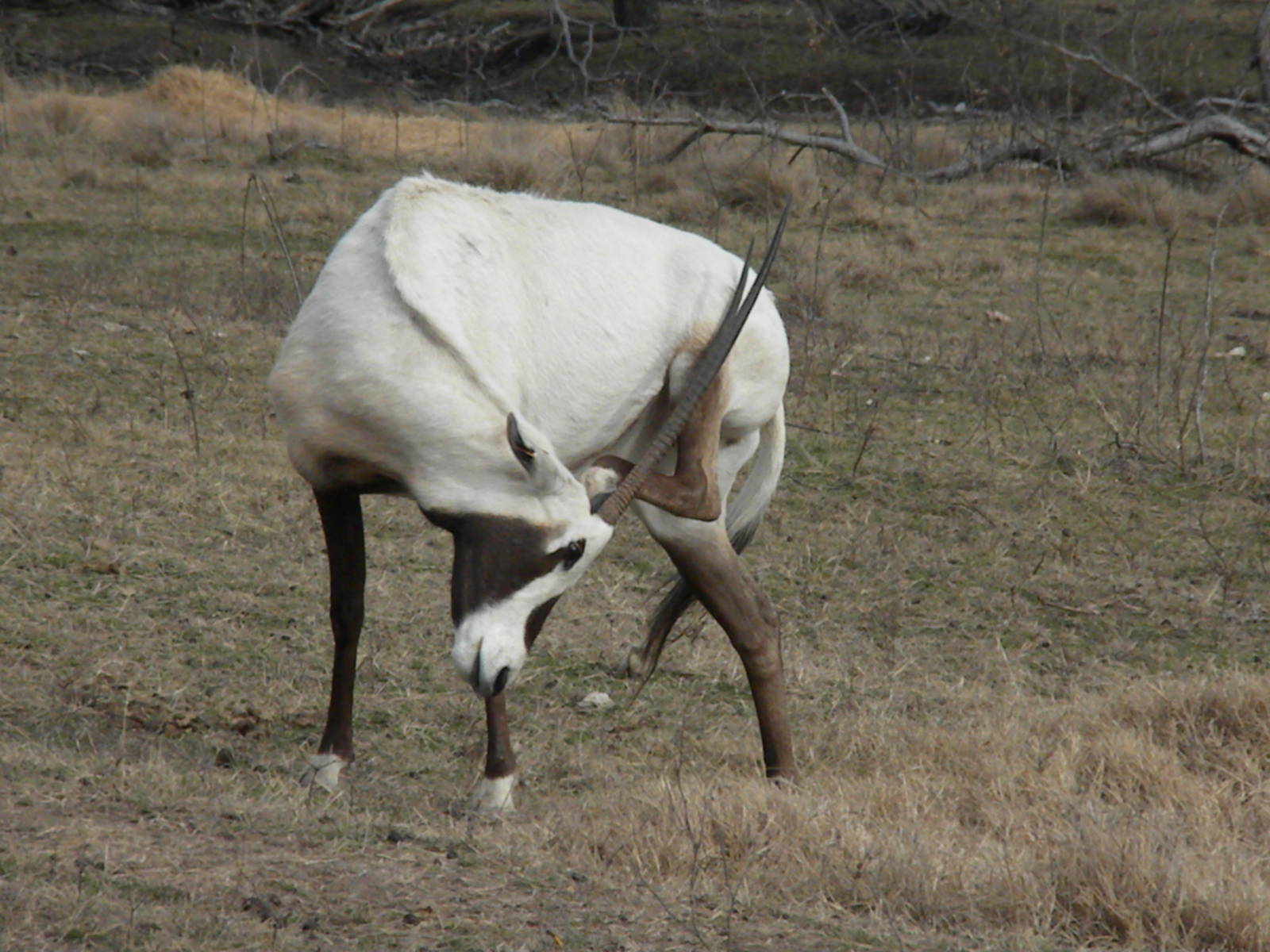 Arabian Oryx