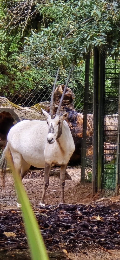 Arabian oryx
