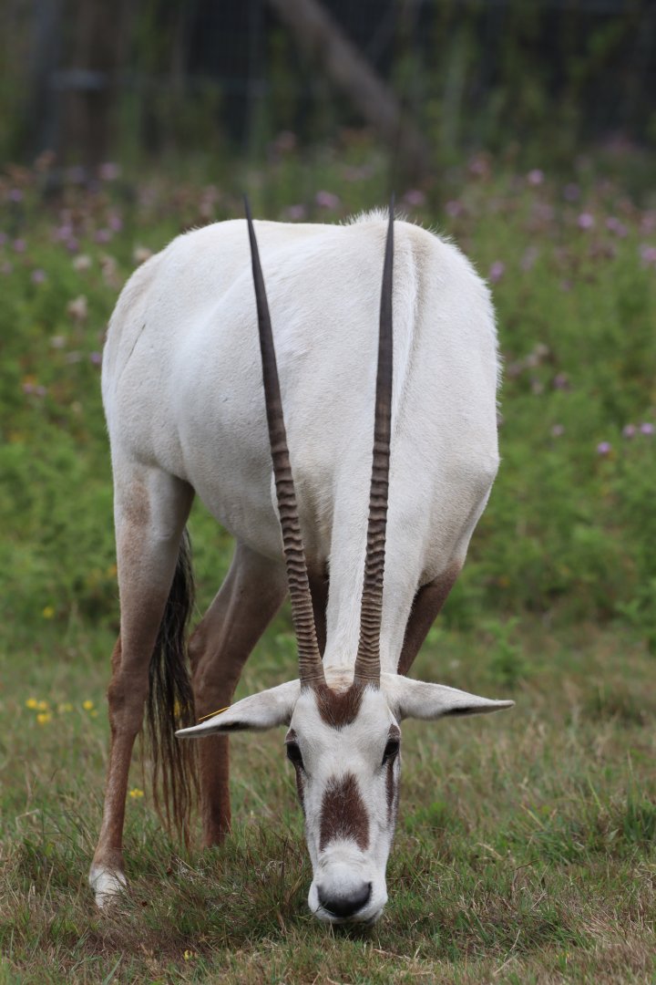 Arabian Oryx