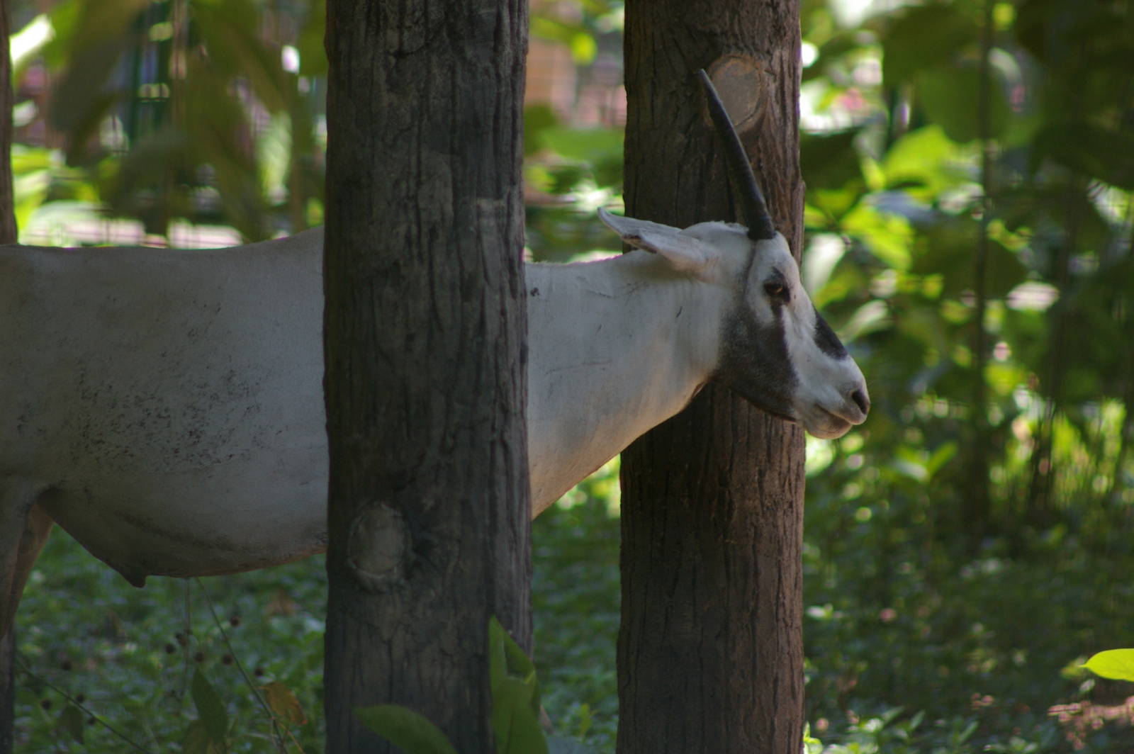 Arabian oryx