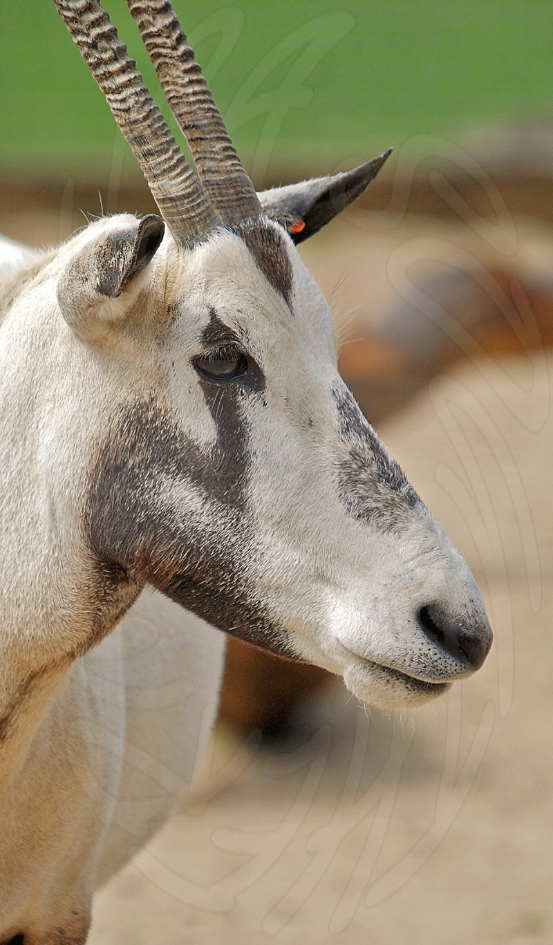 Arabian Oryx