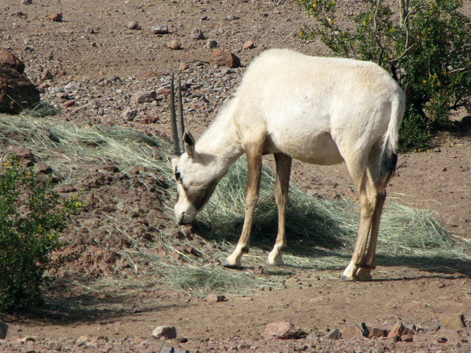 Arabian Oryx