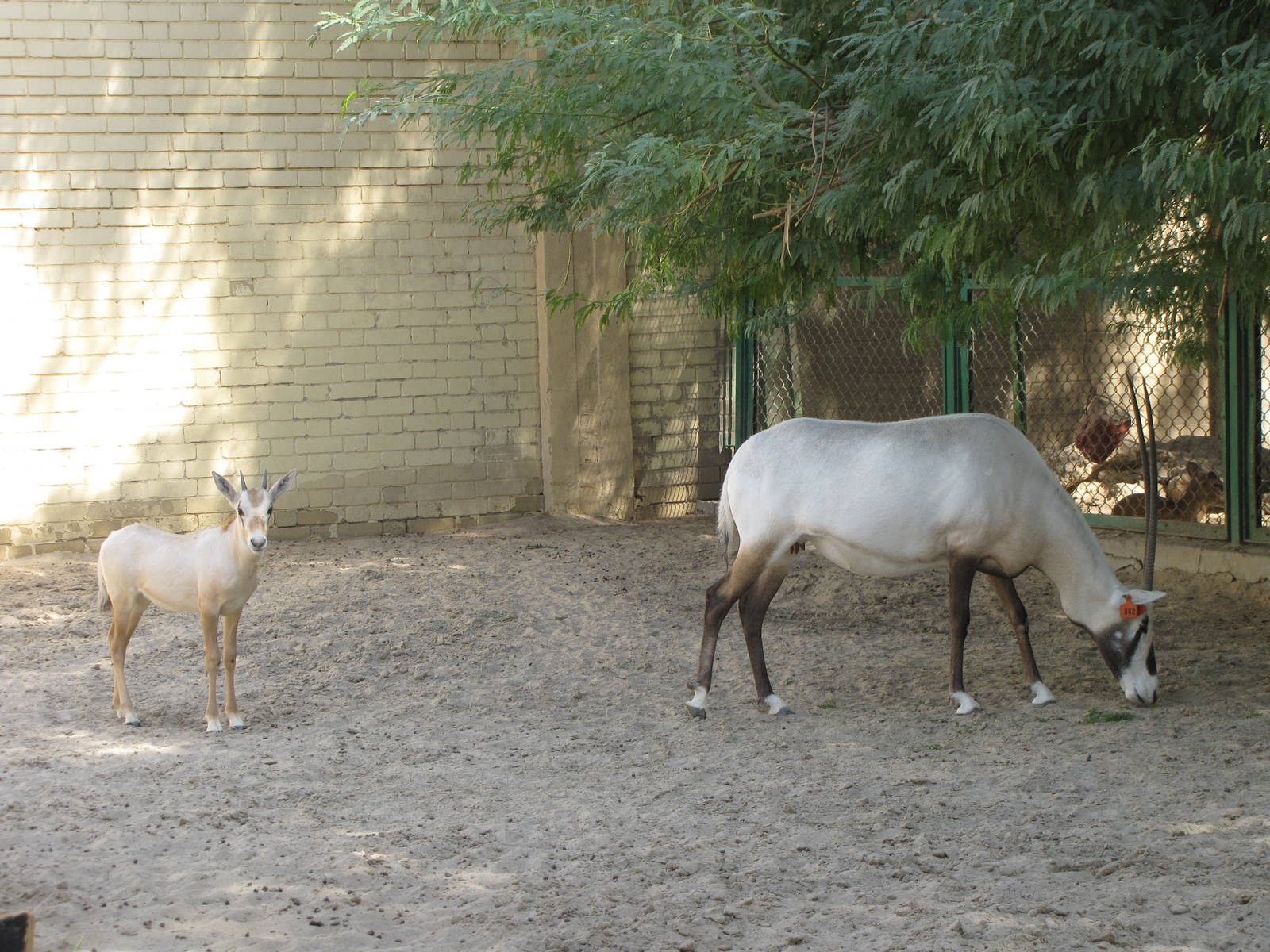 arabian oryx