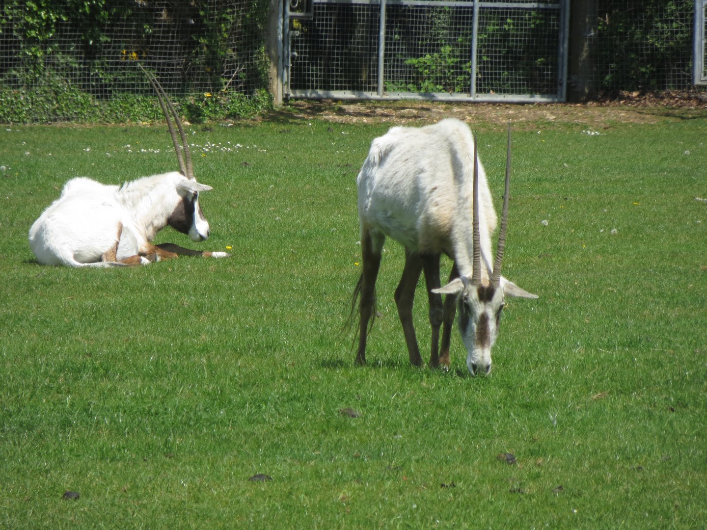 Arabian oryxes 110519