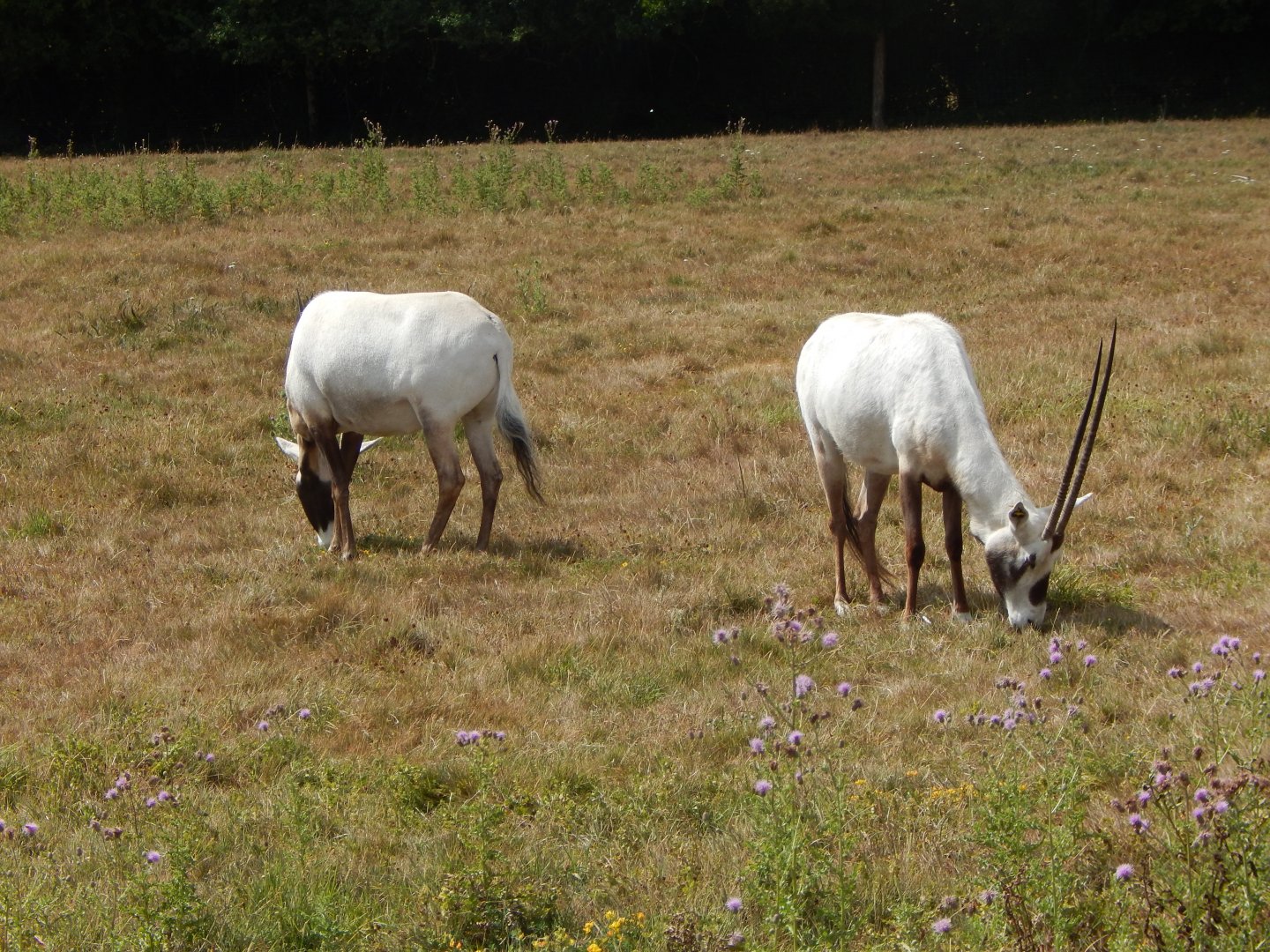 Arabian oryxes 150725