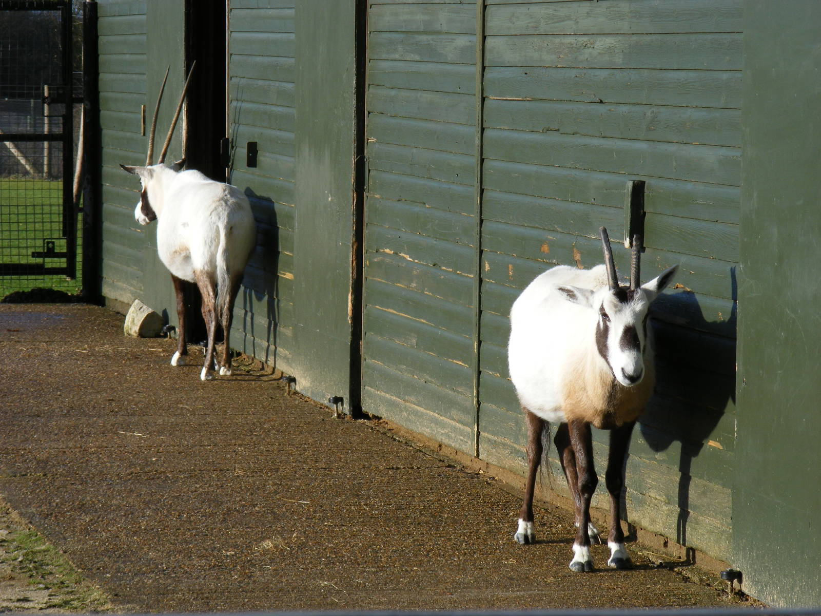 Arabian oryxes at Marwell Wildlife, 17 January 2010