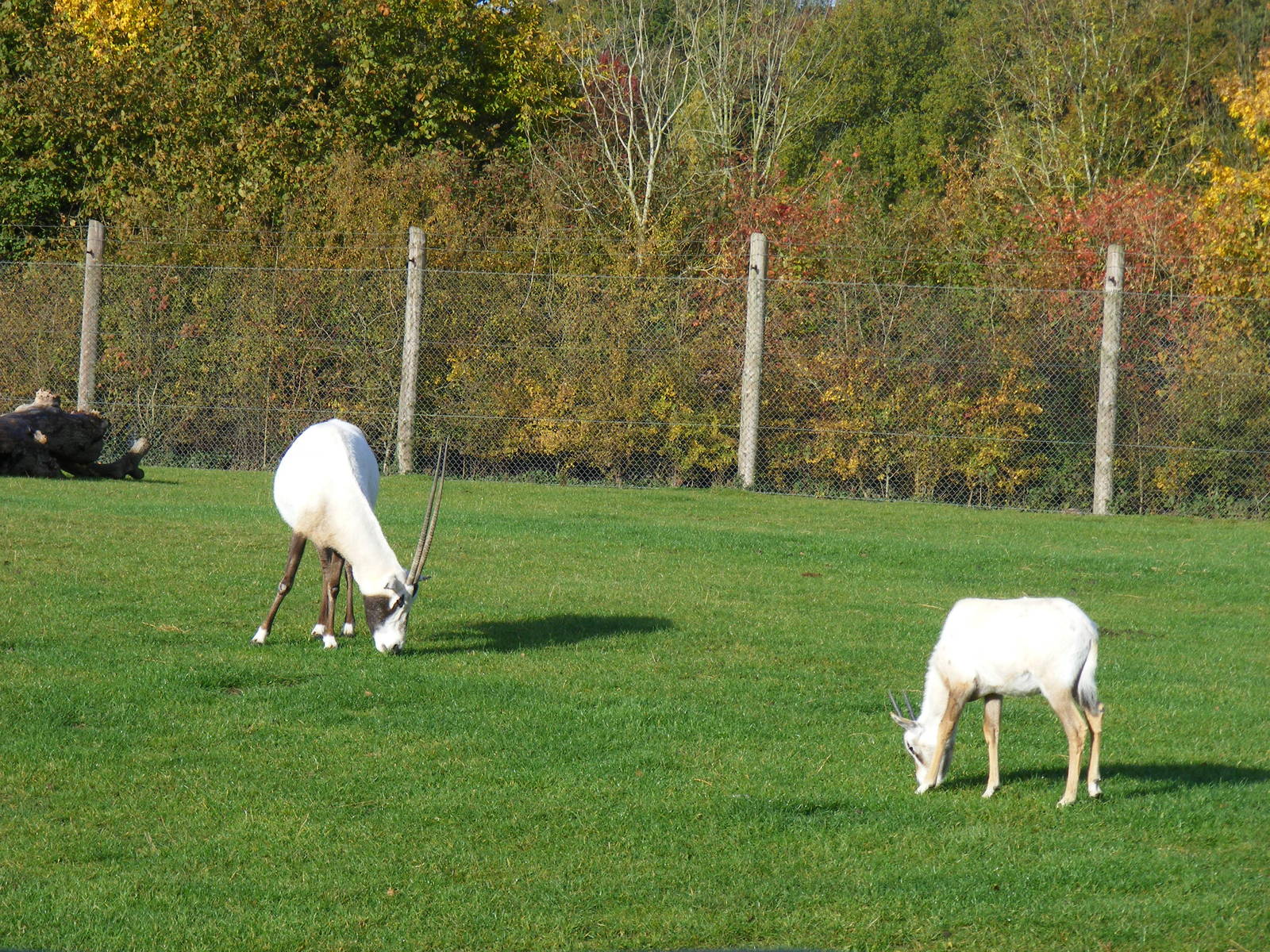 Arabian oryxes at Marwell Wildlife, 30 October 2010