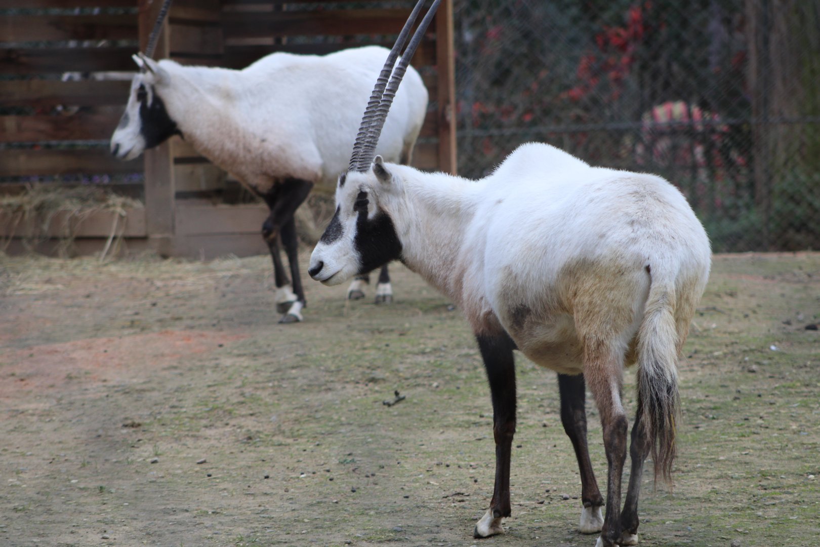 Arabian Oryxes (Oryx leucoryx)