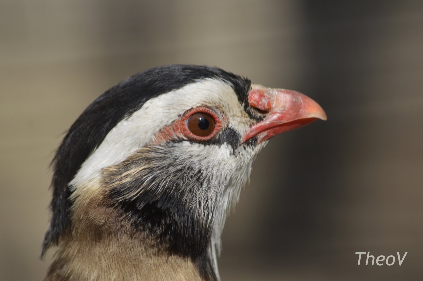 Arabian partridge [2018]