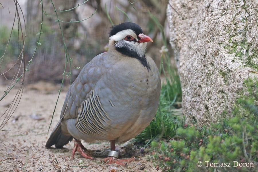 Arabian Partridge (Alectoris melanocephala)