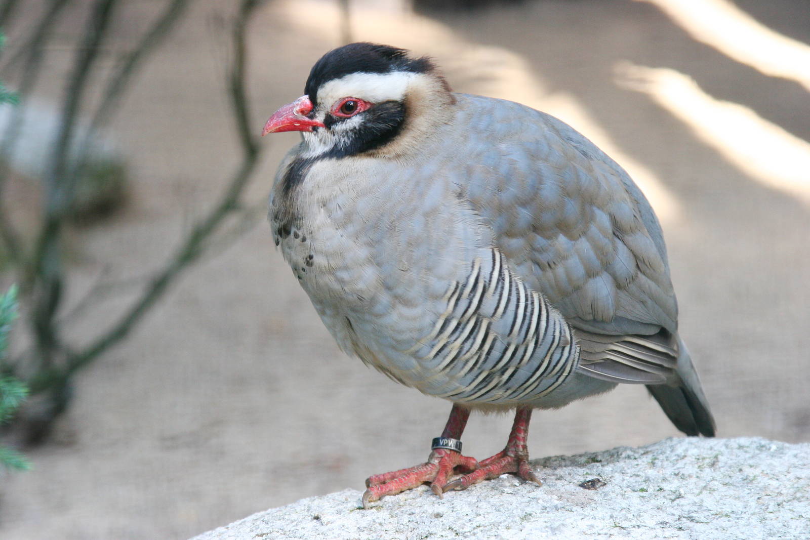 Arabian Partridge (Alectoris melanocephala)