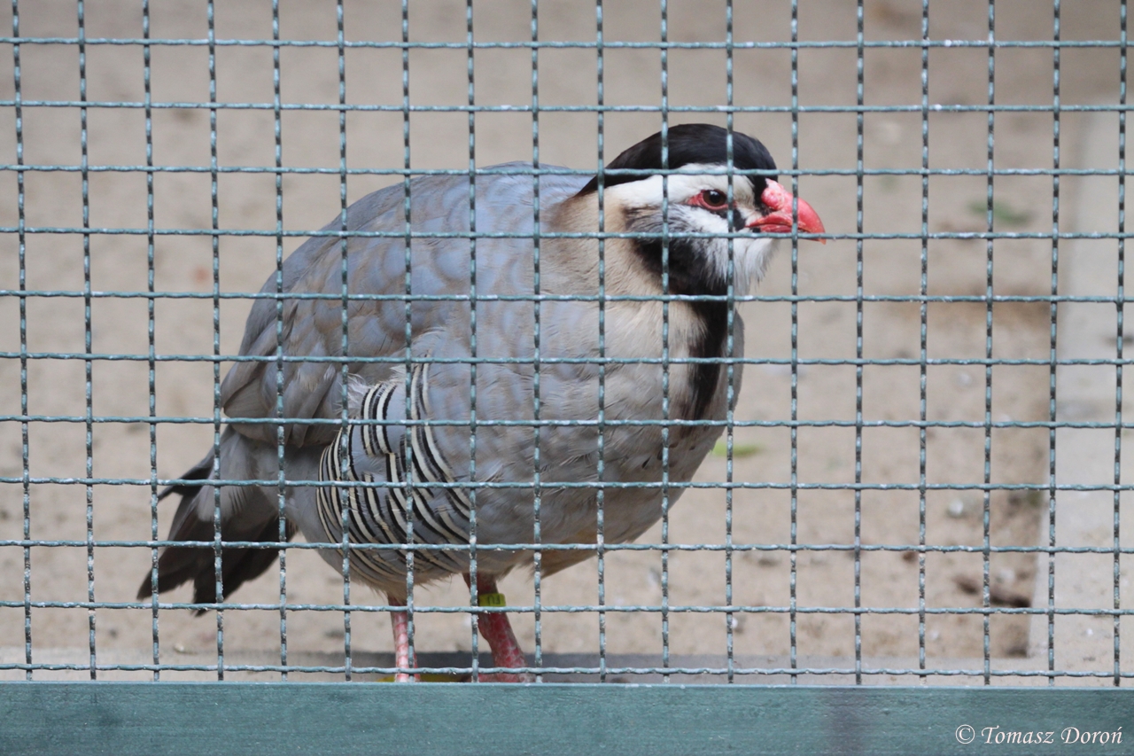 Arabian Partridge (Alectoris melanocephala)