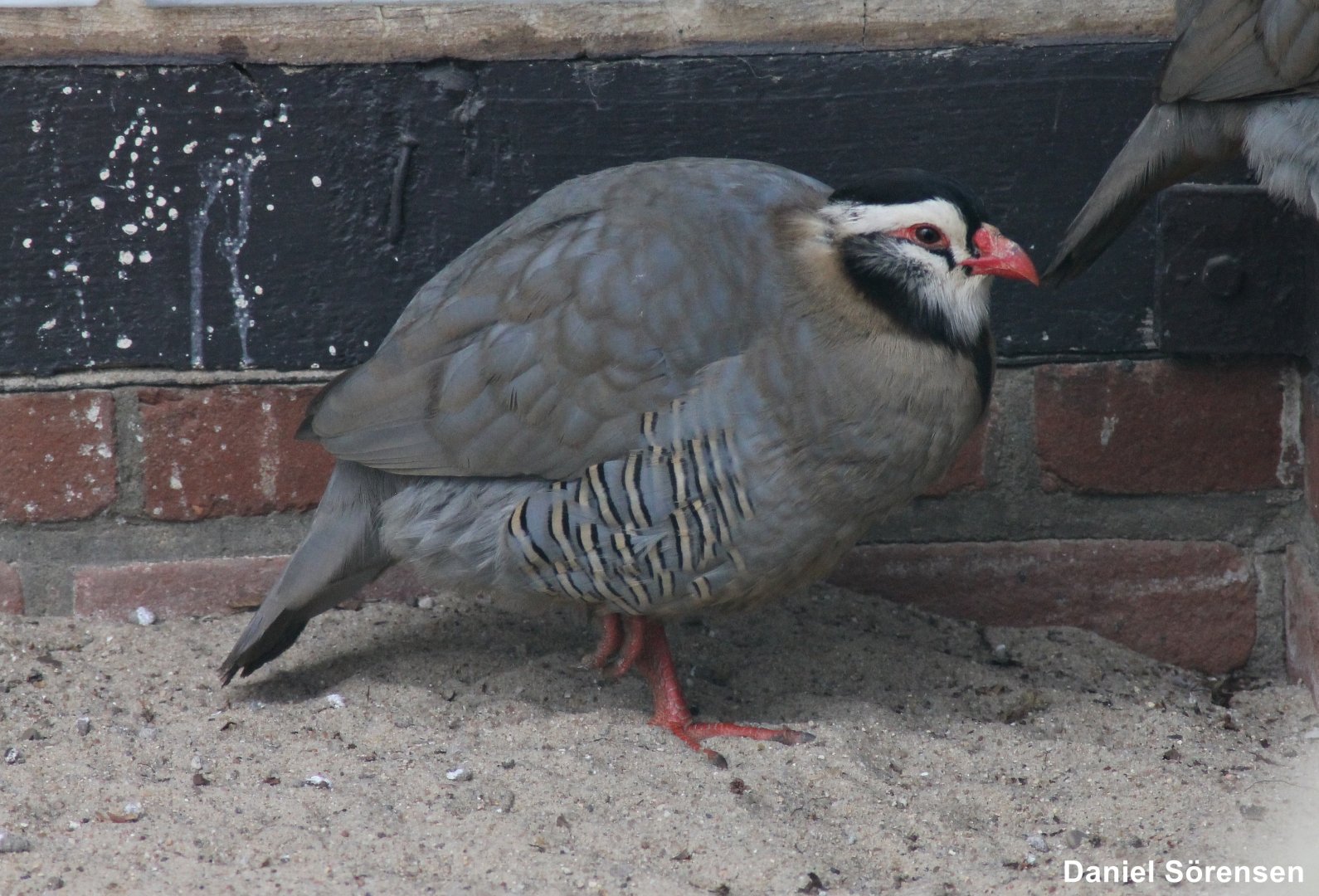 Arabian partridge (Alectoris melanocephala)