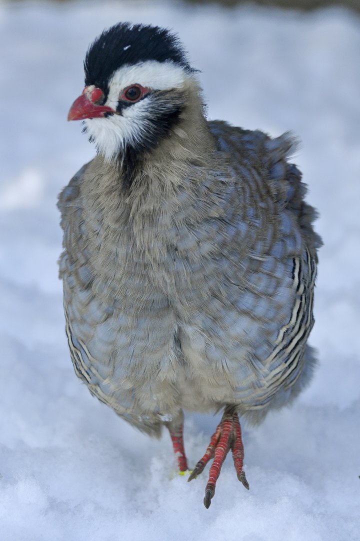 Arabian partridge (Alectoris melanocephala)