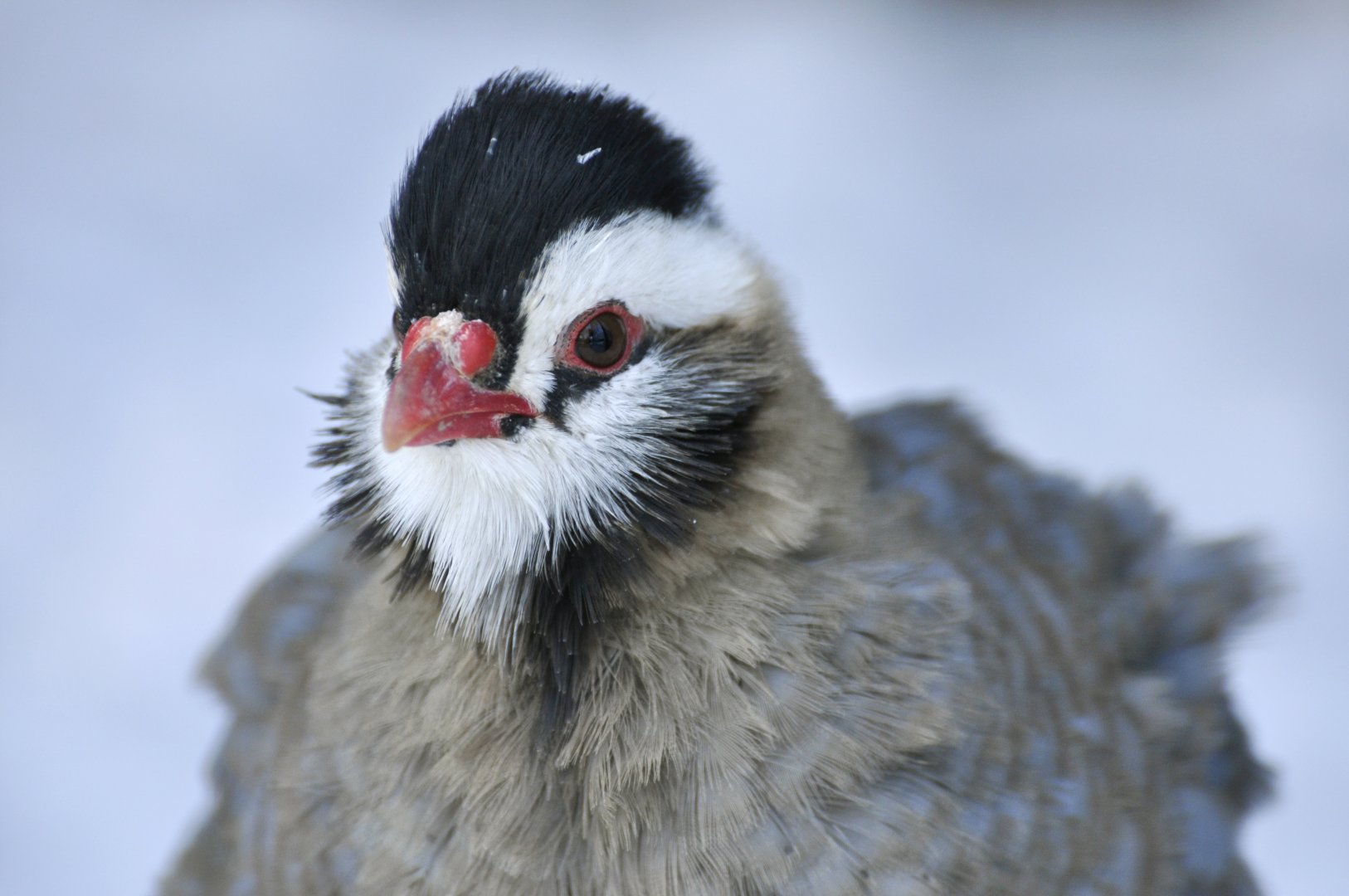 Arabian partridge (Alectoris melanocephala)